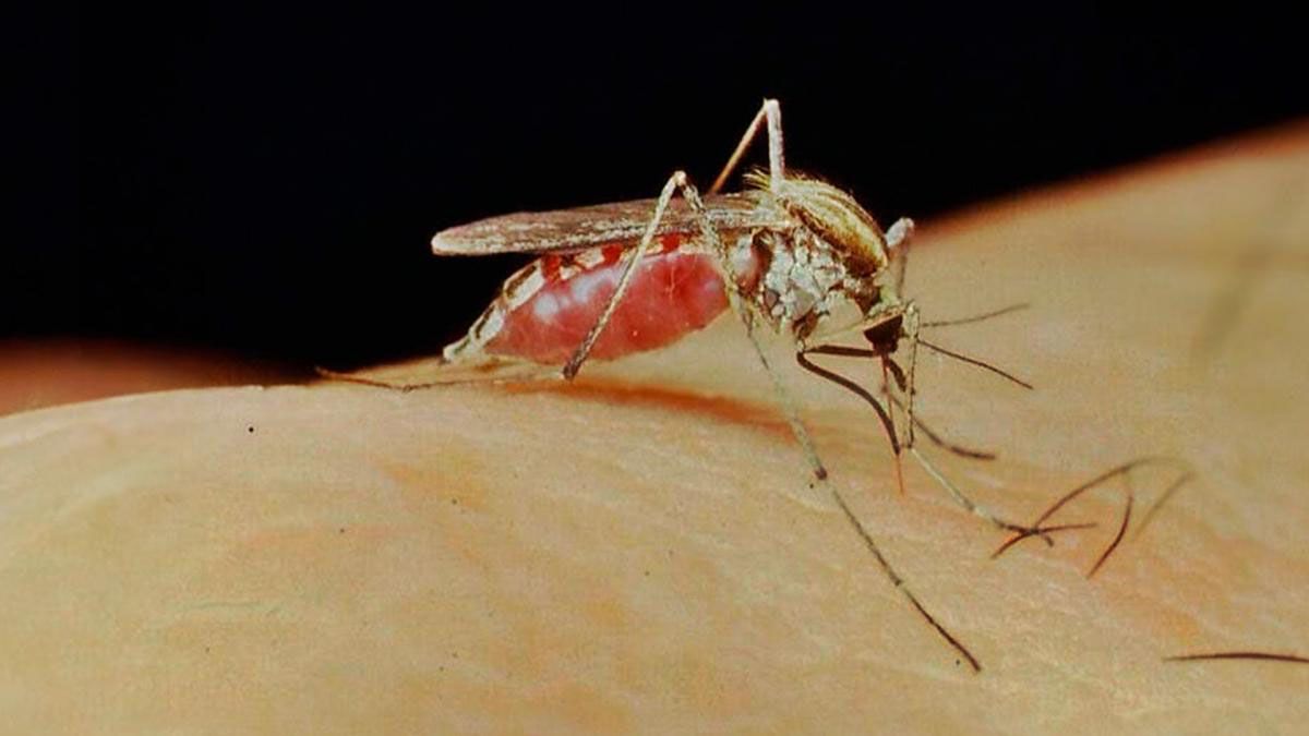 El mosquito que transmite el virus aedes albofasciatus es el que provoca encefalitis equina El mosquito que transmite el virus aedes albofasciatus es el que provoca encefalitis equina
