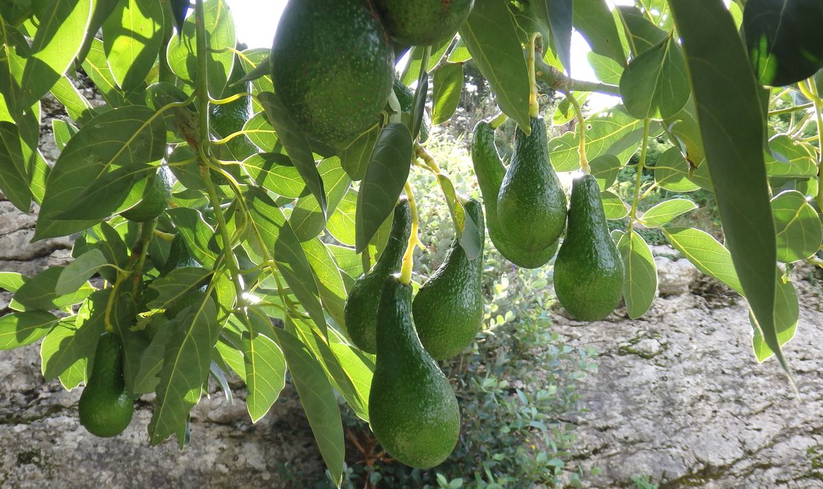 Cuál es el mejor momento para podar un árbol de palta, según los expertos Cuál es el mejor momento para podar un árbol de palta, según los expertos