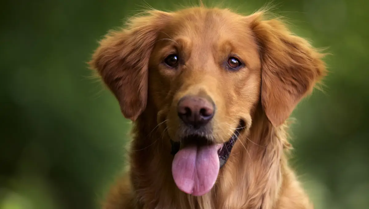 Las razas de perros que prefieren los españoles. Fuente: FreePik