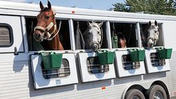Profundizan acciones para proteger a los caballos de la encefalomielitis equina.