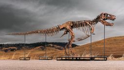 El esqueleto de tiranosaurio rex que se vendió por más de 50 millones de dólares. Foto: AP