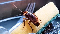 Muchas cucarachas acceden a los hogares a través de las tuberías