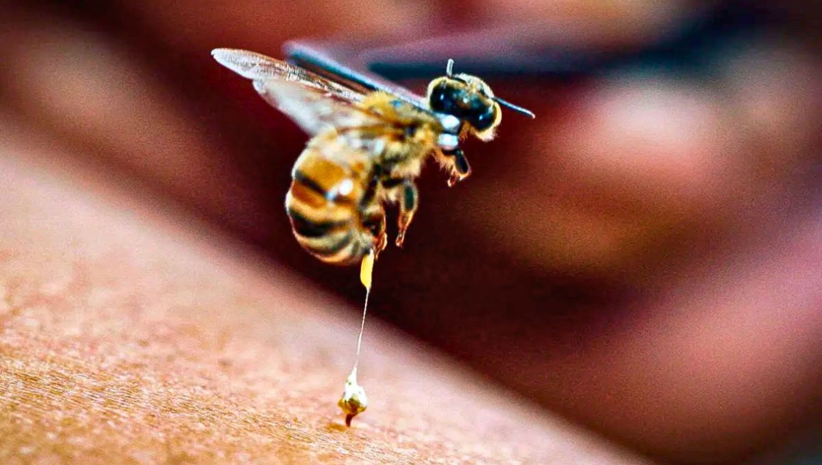 ¿Sabías que uno de los líquidos más caros del mundo es el veneno de la abeja?