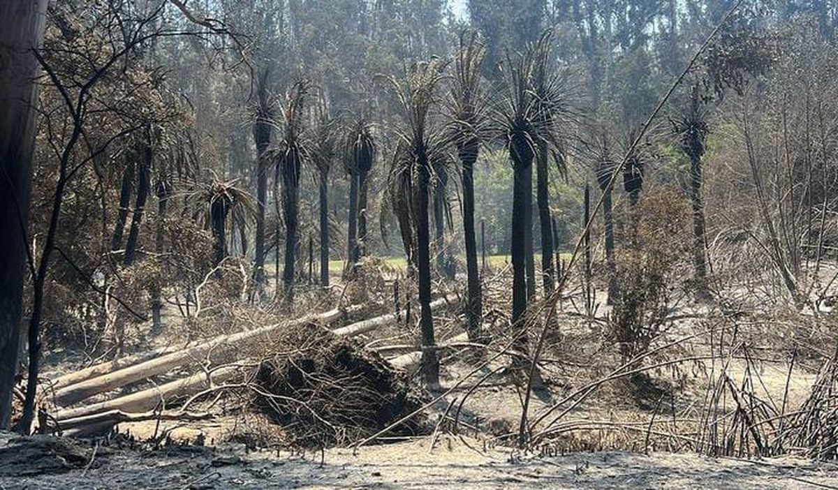 El megaincendio afectó a zonas de Valparaíso y Viña del Mar. El megaincendio afectó a zonas de Valparaíso y Viña del Mar.