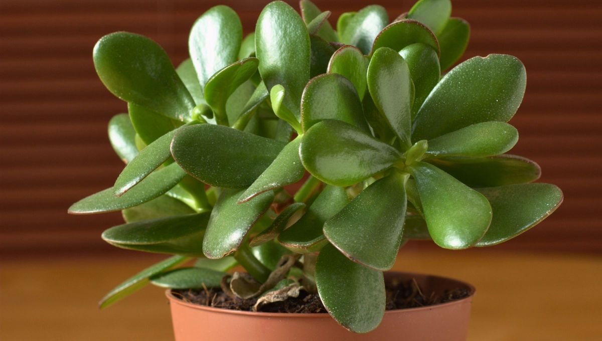 Se cree que la presencia de esta planta atrae energía positiva y promueve la prosperidad y la buena fortuna. En el Feng Shui, se le conoce como “planta del dinero”, ya que se dice que puede traer riqueza y éxito a quienes la cultivan Se cree que la presencia de esta planta atrae energía positiva y promueve la prosperidad y la buena fortuna. En el Feng Shui, se le conoce como “planta del dinero”, ya que se dice que puede traer riqueza y éxito a quienes la cultivan