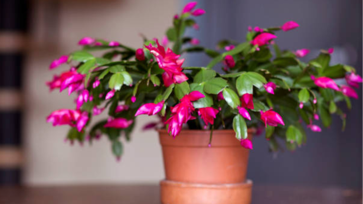 Esta planta llega para destronar a la Flor de Pascua.