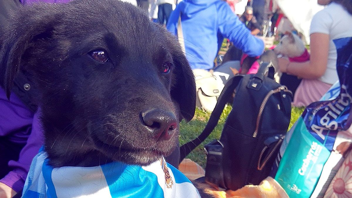 Este negrito bebé llegó con un pañuelito de la Selección Argentina, listo para ver el mundial junto a su nueva familia.