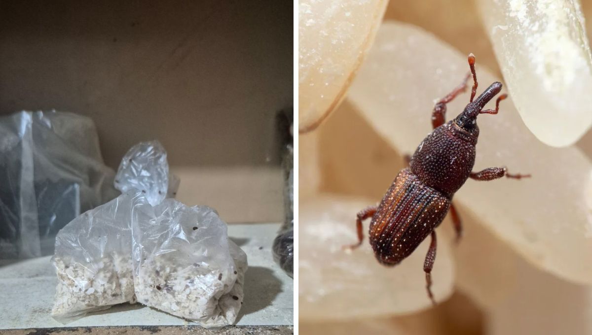 Paso a paso para eliminar los gorgojos de la alacena de tu cocina Paso a paso para eliminar los gorgojos de la alacena de tu cocina