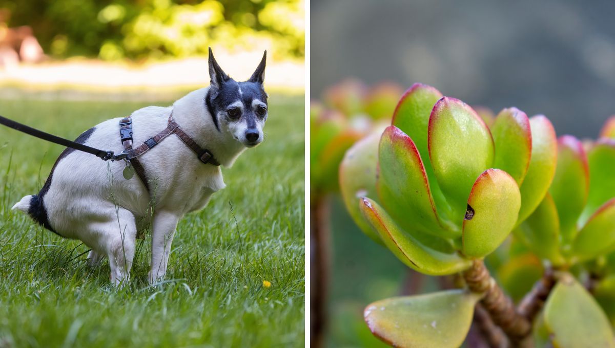 Árbol de Jade: fortalece tu planta usando la caca de tu perro