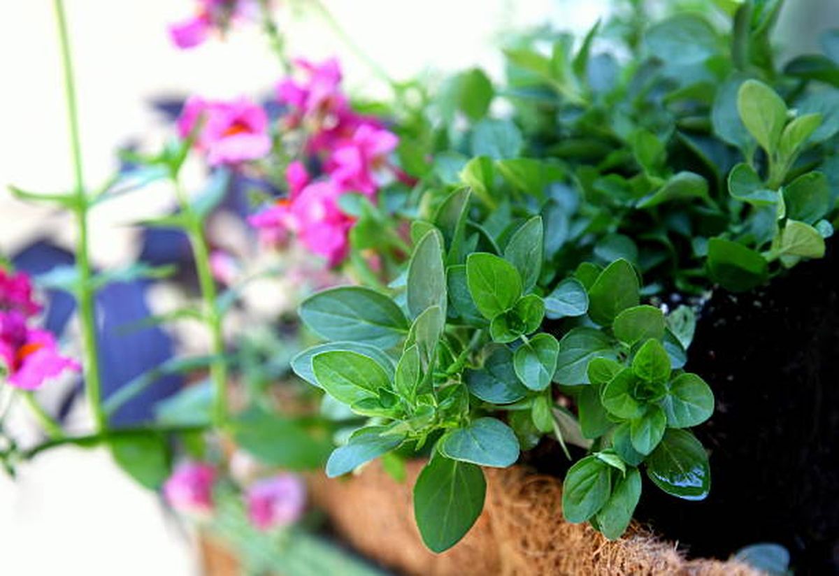 El orégano es una planta de fácil cultivo en el jardín. El orégano es una planta de fácil cultivo en el jardín.