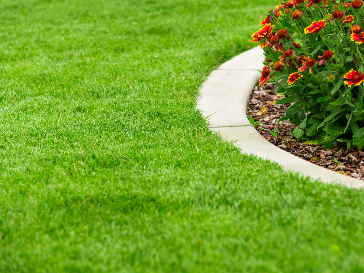 3 pequeños hábitos para revivir el césped de tu jardín y hacer que crezca más rápido 3 pequeños hábitos para revivir el césped de tu jardín y hacer que crezca más rápido
