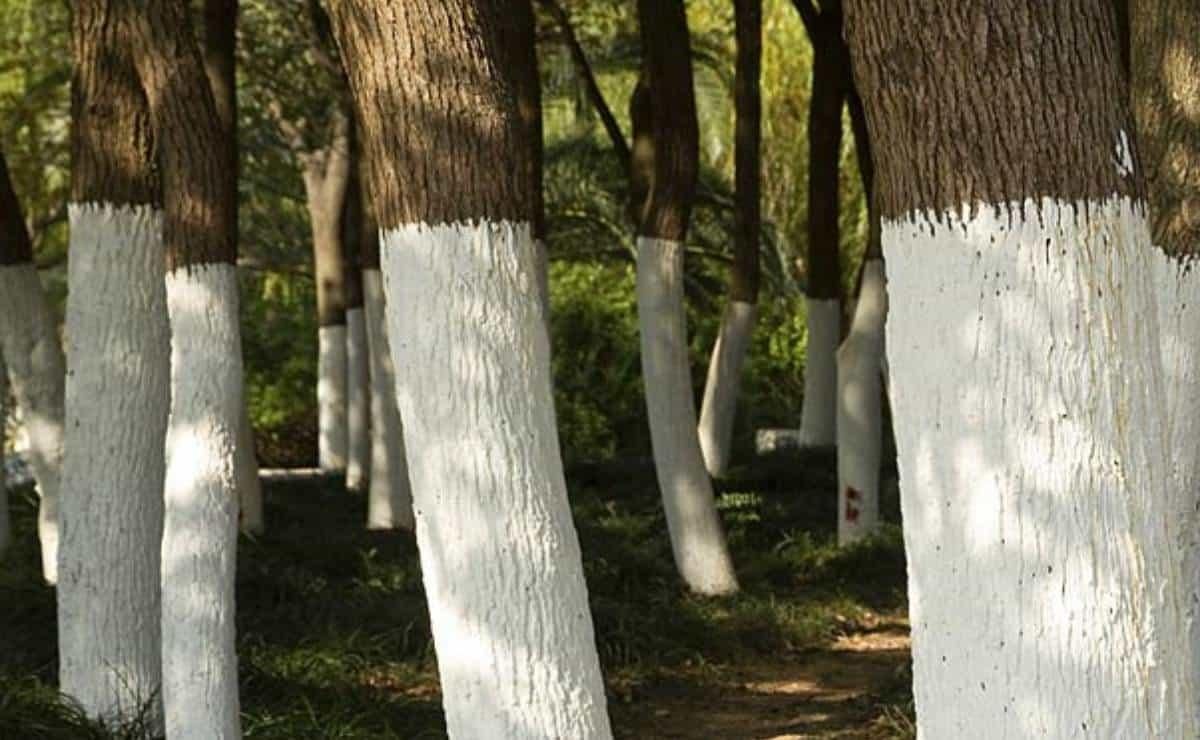 Para qué sirve. Muchas veces observamos que los troncos de los árboles están pintados de blanco