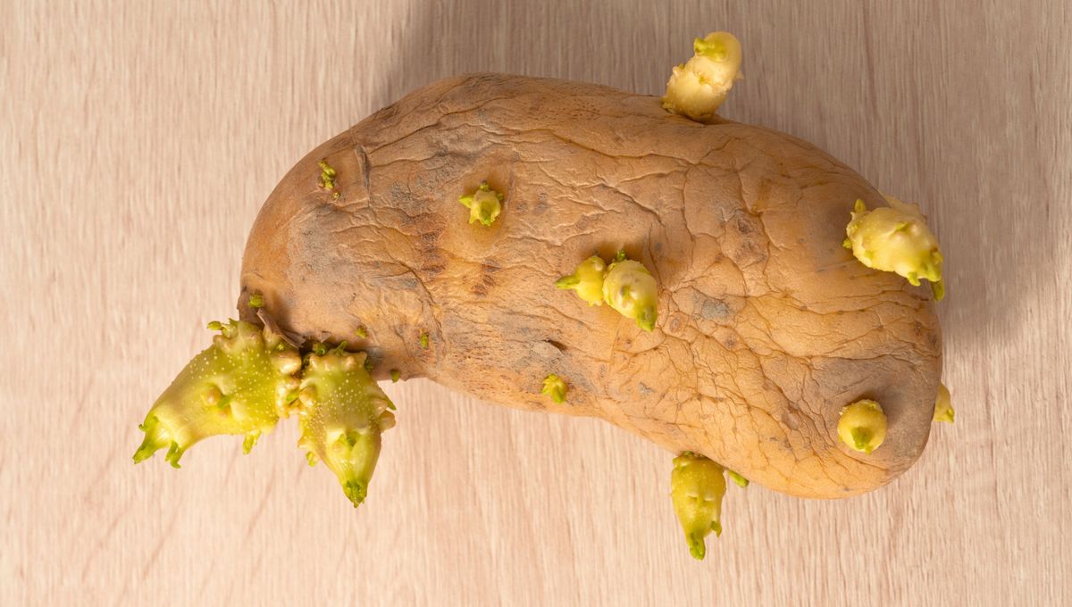 ¿Es peligroso comer papas, camotes o zanahorias con brotes?