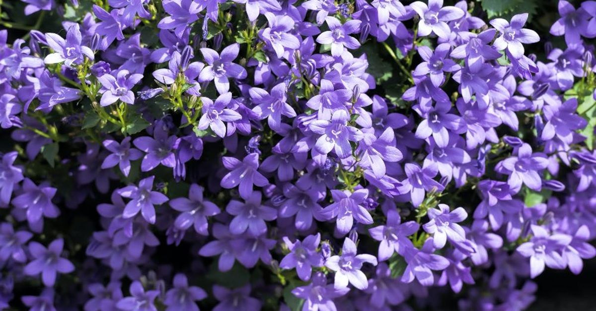 Ni petunias ni tulipanes: la planta con flores llenas de color y vida.