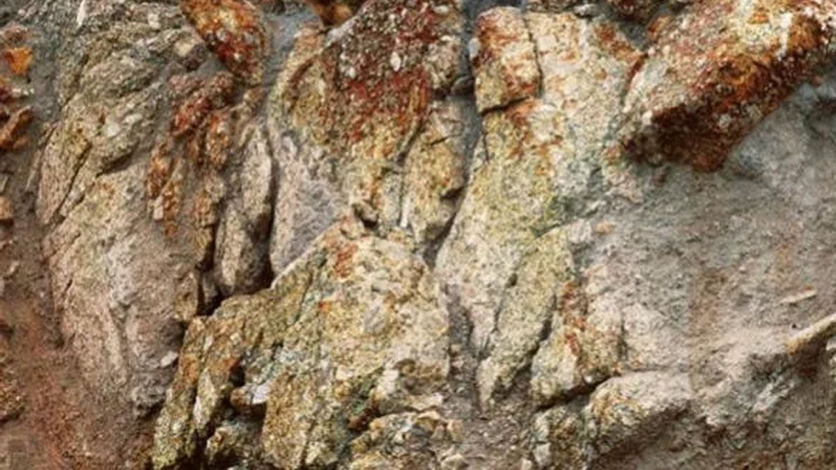 Sólo los más audaces podrán hallar la ardilla en el acertijo oculto.