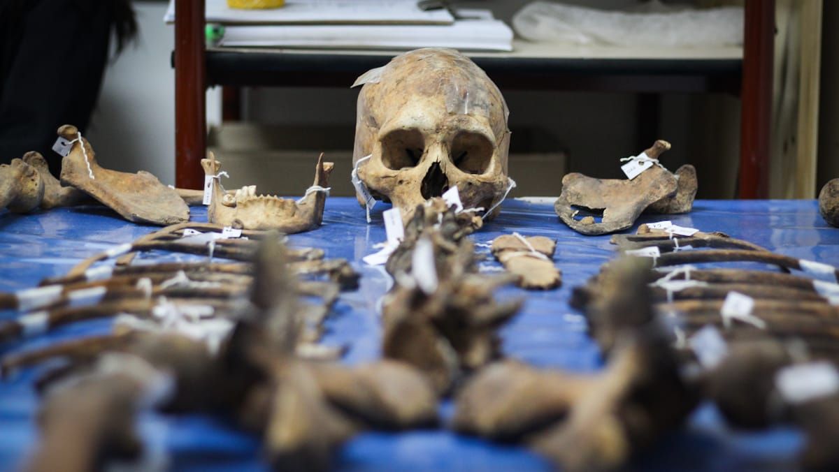 El trabajo de clasificar los restos óseos para estudiarlos es una de las tareas que llevan adelante los y las integrantes del Equipo Mendocino de Arqueología y Antropología Forense. El trabajo de clasificar los restos óseos para estudiarlos es una de las tareas que llevan adelante los y las integrantes del Equipo Mendocino de Arqueología y Antropología Forense.