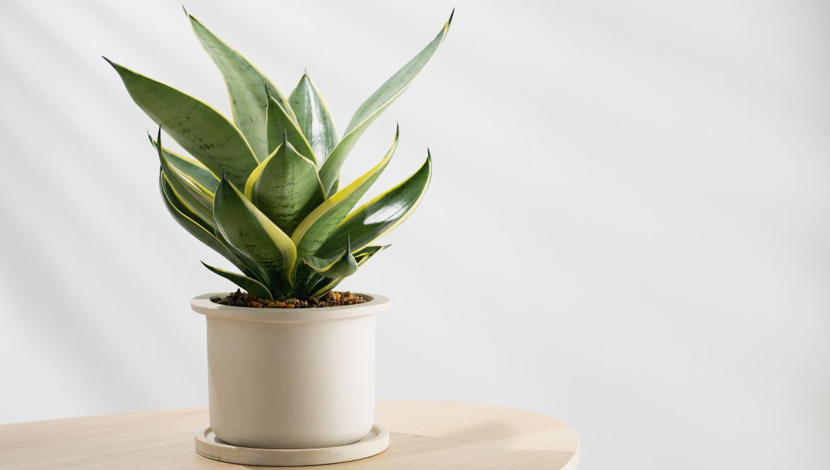 Sansevieria. Sansevieria.