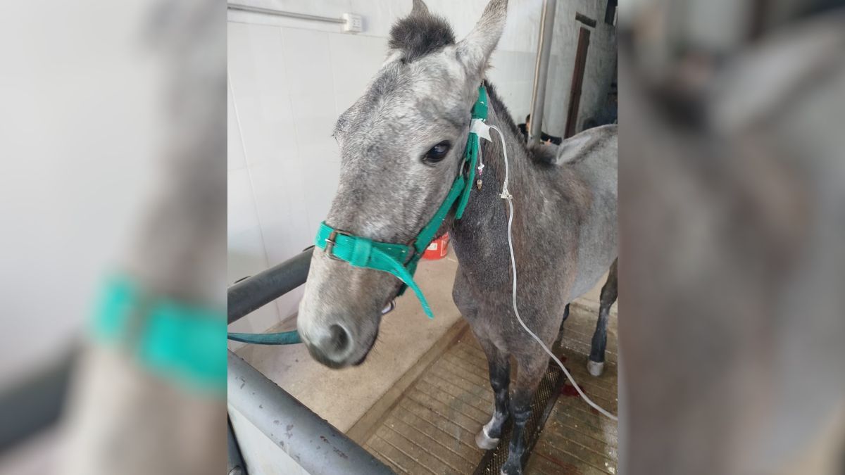 Iraia tuvo que ser operada de urgencia por cólicos. Es uno de los últimos caballos rescatados que está bajo el cuidado de Pempa. Iraia tuvo que ser operada de urgencia por cólicos. Es uno de los últimos caballos rescatados que está bajo el cuidado de Pempa.