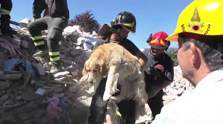 Rescataron a un perro nueve días después del sismo en Italia