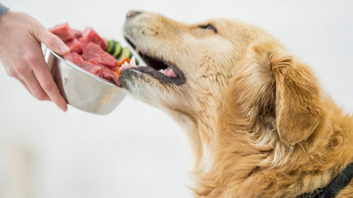 Qué comidas de humanos no puede comer mi perro