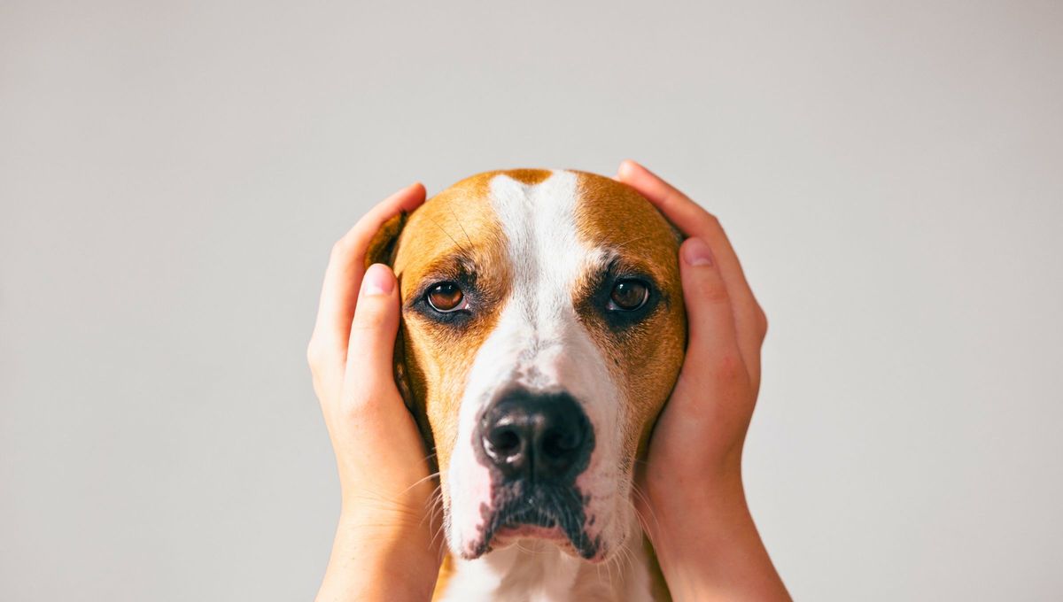 Cómo proteger a tus mascotas del uso de pirotecnia en Navidad