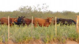 Mendoza quiere exportar carne a China: buscan inversores para armar un frigorífico.
