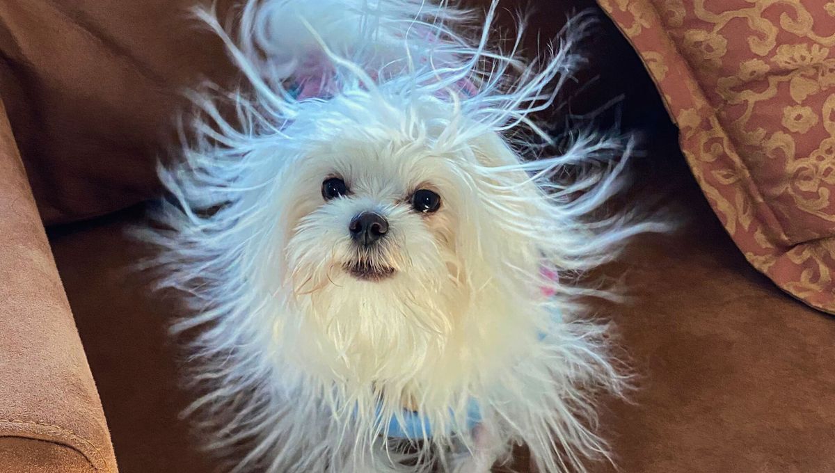 La electricidad estatica es un fenomeno común y muy natural. La electricidad estatica es un fenomeno común y muy natural. 