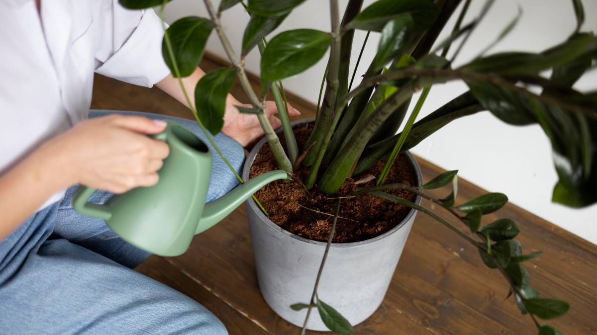 3 abonos caseros para que tus plantas florezcan sin parar 3 abonos caseros para que tus plantas florezcan sin parar