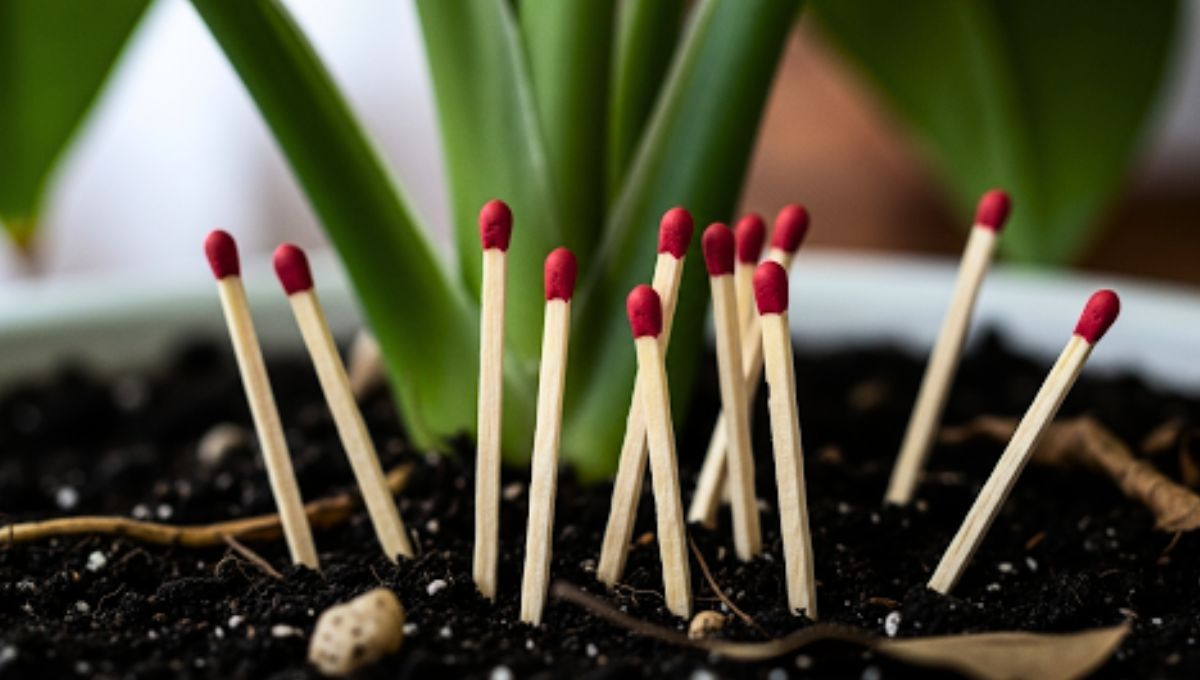 Colocar fósforos en la tierra de tus plantas puede darte grandes beneficios