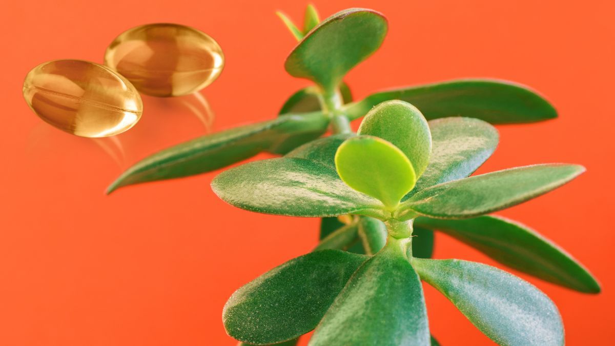 Revive tu árbol de Jade marchito con esta vitamina
