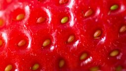 Las semillas tienen que estar sanas y enteras para la germinación