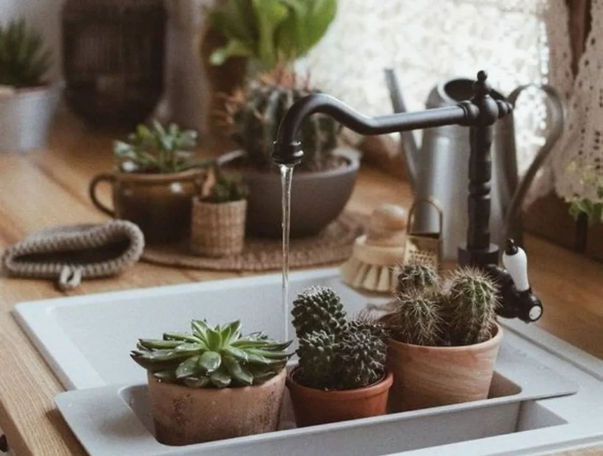 Las suculentas son pequeñas joyas naturales que requieren muy poca agua para lucir perfectas en el alféizar.