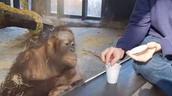 El ataque de risa de la orangutana que se volvió viral