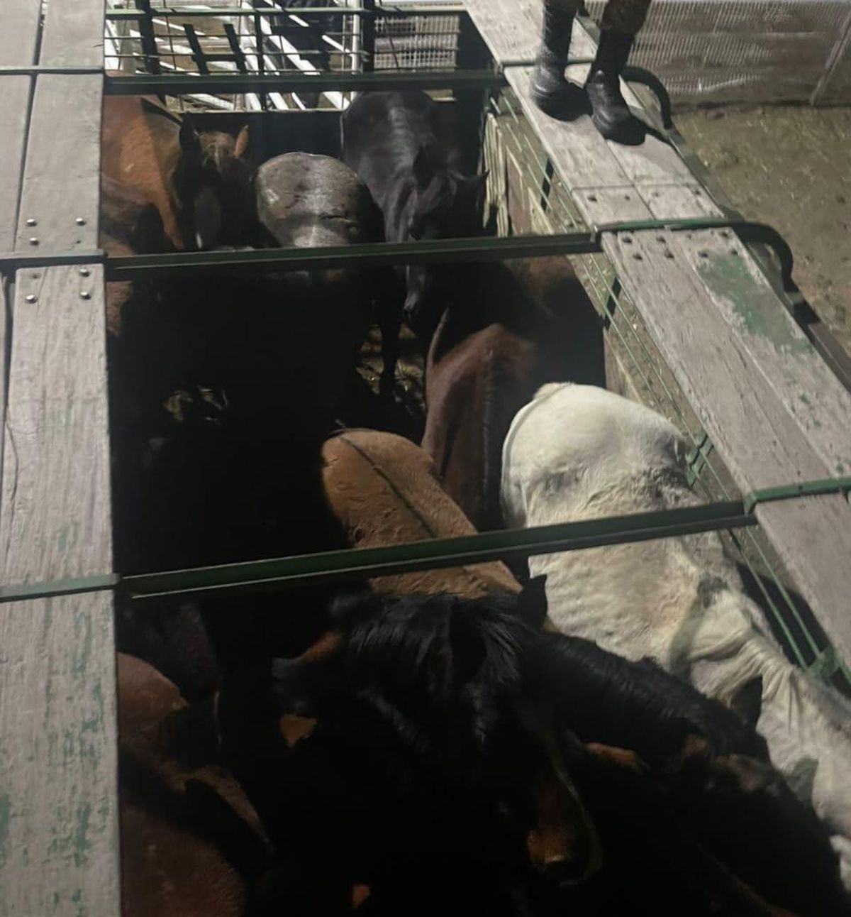 Imagen de los caballos recuperados por la Policía Rural en el Sur provincial. Imagen de los caballos recuperados por la Policía Rural en el Sur provincial.