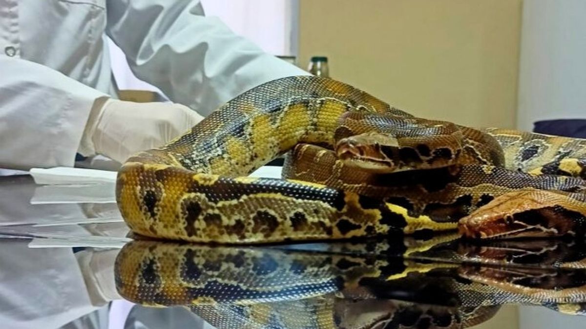 Una de las serpientes rescatadas por personal de Gendarmería Nacional. Una de las serpientes rescatadas por personal de Gendarmería Nacional.