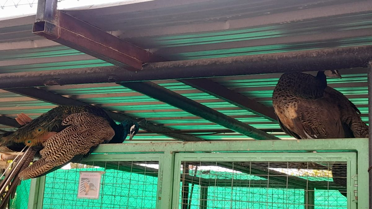 Se incautaron 6 pavos reales comunes y 2 albinos. Se incautaron 6 pavos reales comunes y 2 albinos.