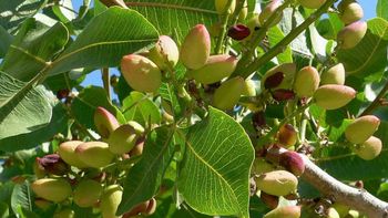 Ni pistachero ni árbol de pistacho: el nombre real del árbol que produce oro verde Ni pistachero ni árbol de pistacho: el nombre real del árbol que produce oro verde