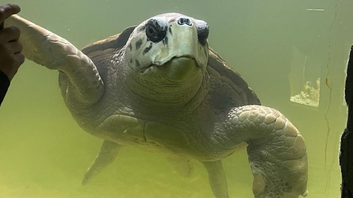 El tortugo Jorge dejará el ex Acuario de Mendoza