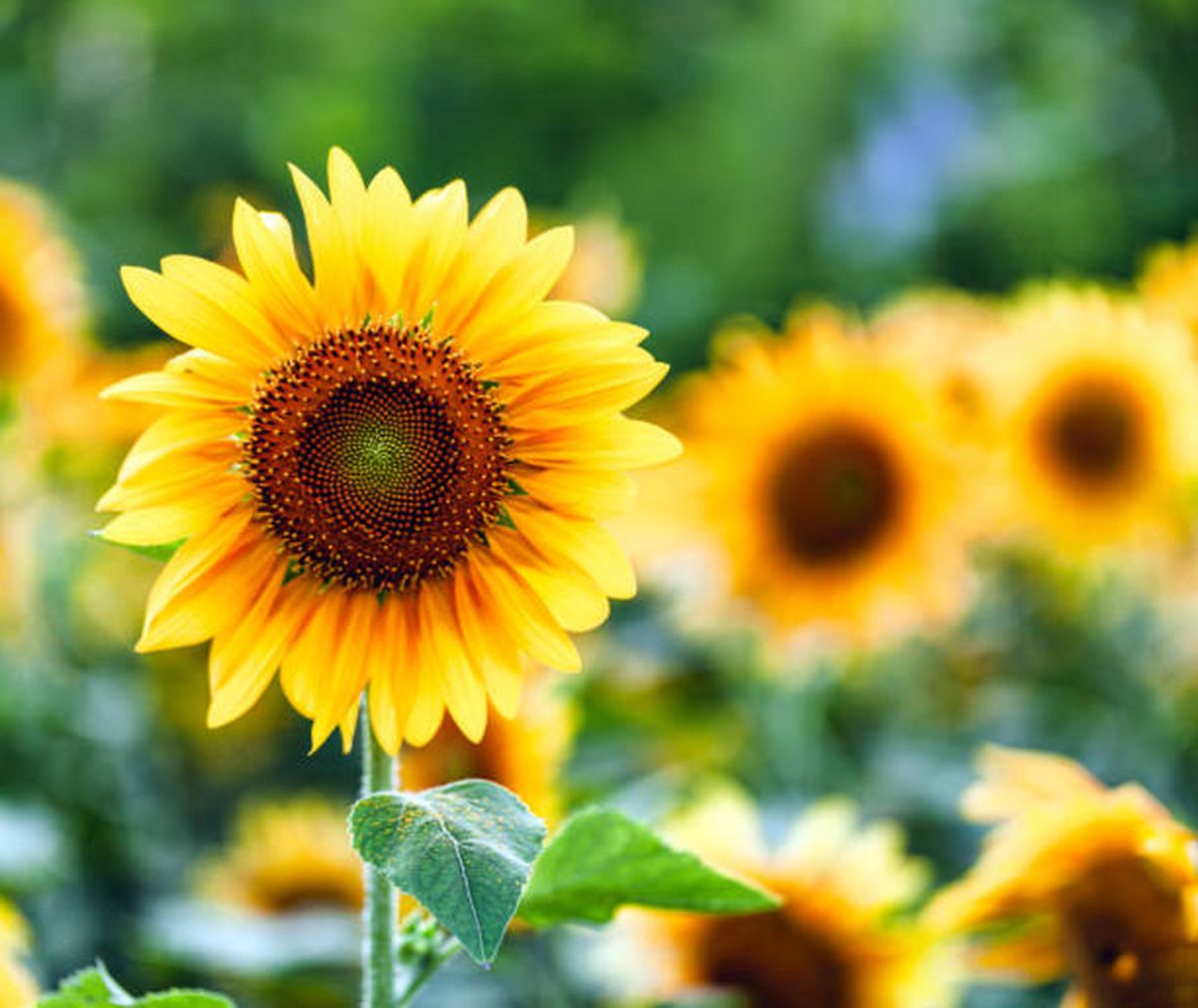 Los girasoles crecerán fácilmente en pocas semanas, según expertos en jardinería. Los girasoles crecerán fácilmente en pocas semanas, según expertos en jardinería.