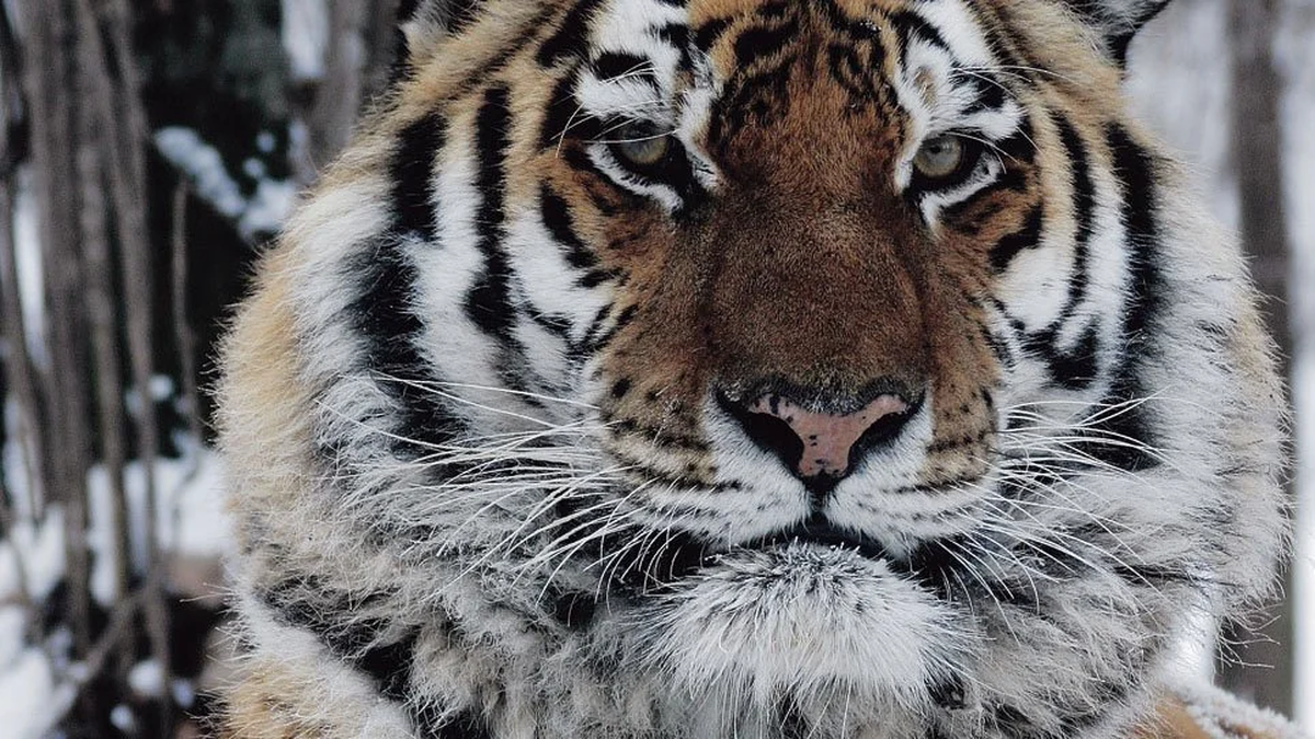 Según investigaciones, el tigre esperó entre 12 y 15 horas para realizar el ataque. Según investigaciones, el tigre esperó entre 12 y 15 horas para realizar el ataque. 