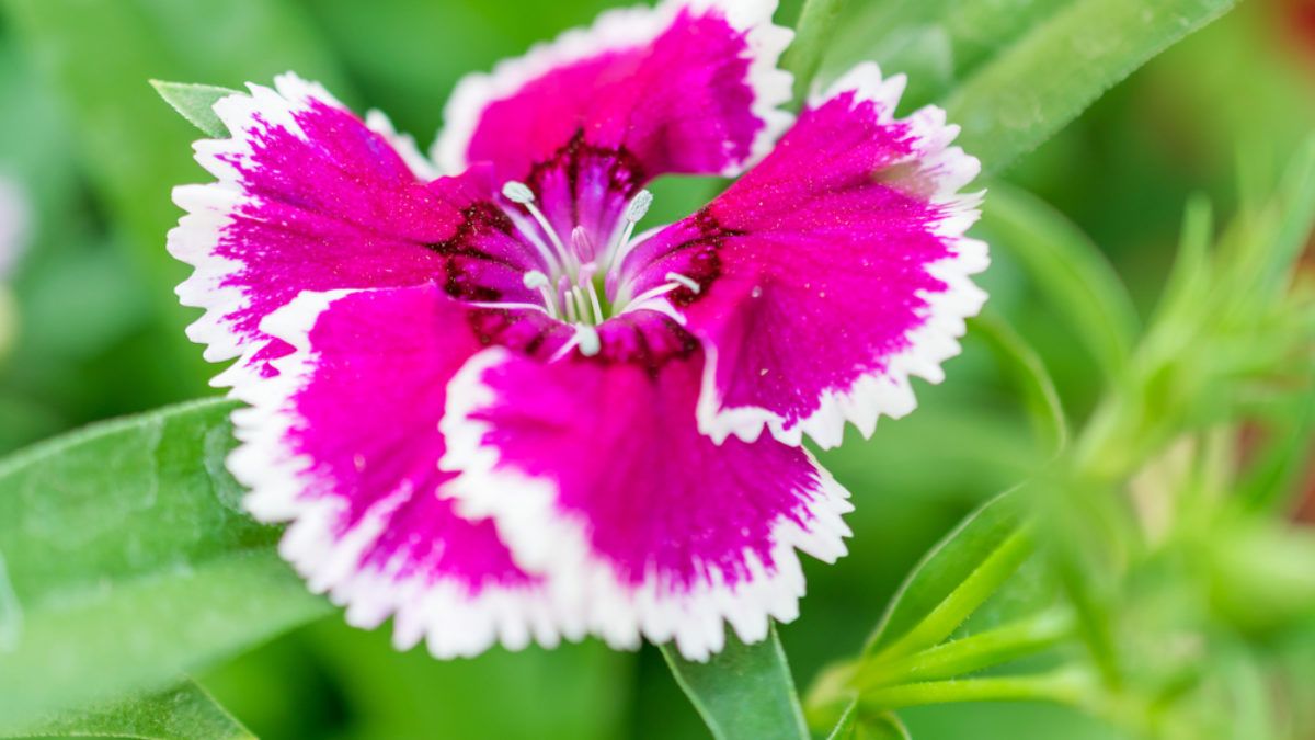 Cultiva esta planta en tu hogar y embellece el jardín. Imagen: Freepik