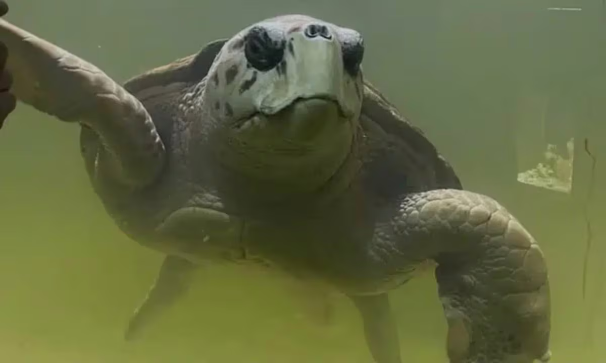 ¿Dónde está el tortugo Jorge? Los biólogos que monitorean al tortugo Jorge están preocupados porque desde hacen días le perdieron el rastro en Brasil.