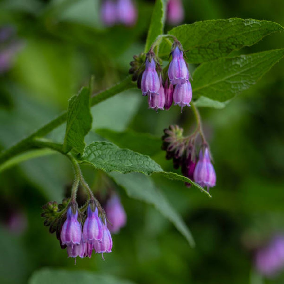 La consuelda casi no necesita cuidados de jardinería. La consuelda casi no necesita cuidados de jardinería.