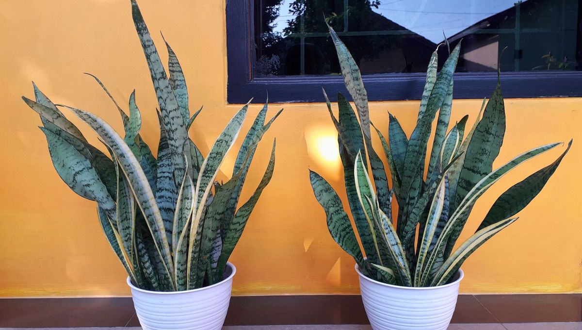Si tenés una planta sansevieria o lengua de suegra en tu casa, te contamos a dónde ponerla si quieres traer beneficios a tu hogar. Fuente Canva