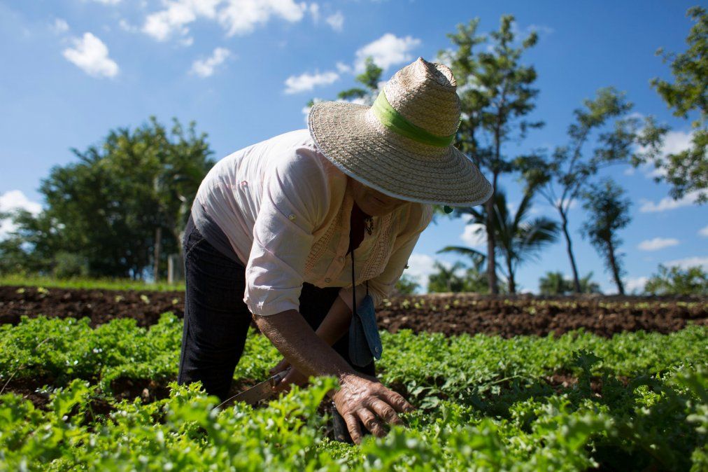 Proyectarán Agroecología en Cuba para hablar de Soberanía Alimentaria