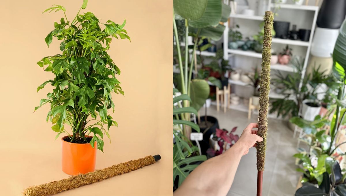 Es una técnica muy buena para ordenar los tallos de las plantas trepadoras y no ocupar espacio en el hogar. Es una técnica muy buena para ordenar los tallos de las plantas trepadoras y no ocupar espacio en el hogar.