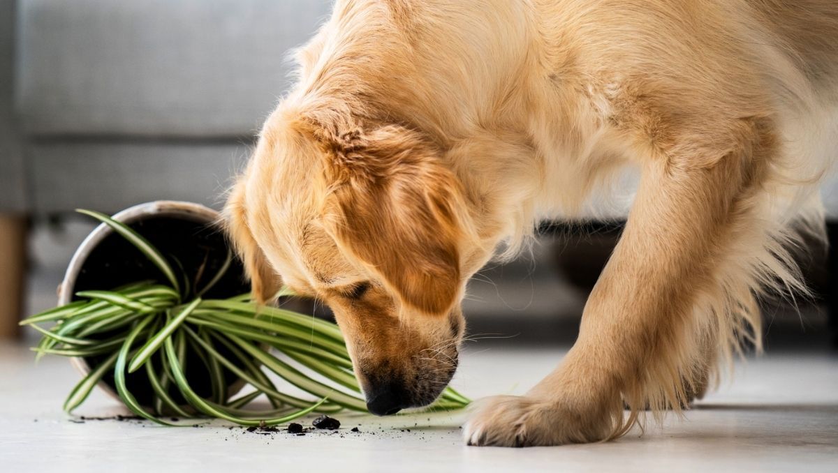 Debes tener cuidado: una especie de esta planta puede ser tóxica para tu mascota.