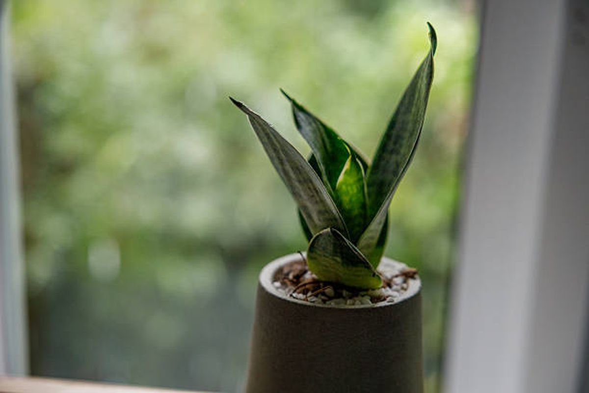 La limpieza de las hojas será clave en una sansevieria o lengua de suegra. La limpieza de las hojas será clave en una sansevieria o lengua de suegra.