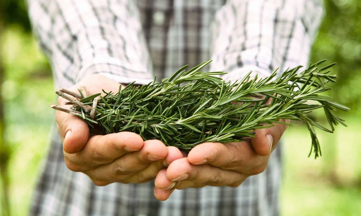 Cuál es el mejor momento para podar la planta de romero, según expertos en jardinería Cuál es el mejor momento para podar la planta de romero, según expertos en jardinería