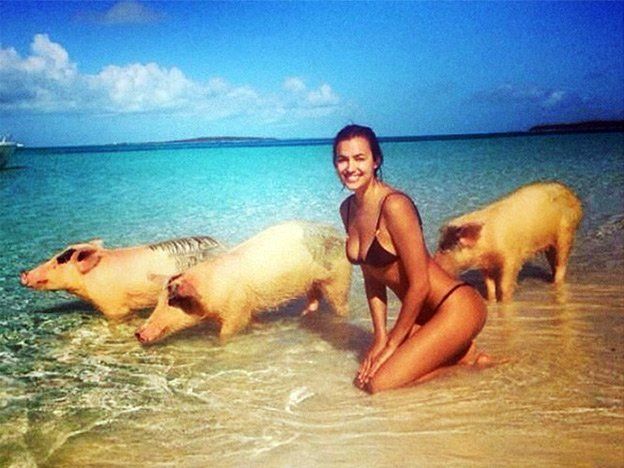 Chancho limpio...